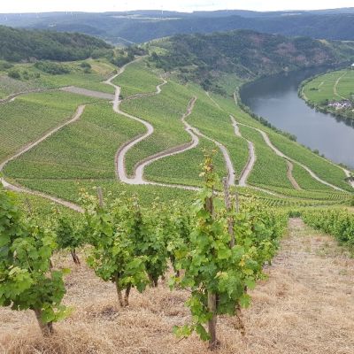 Degustace: Weingut Thanisch