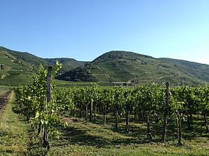 Typický pohled na vinice v rakouské oblasti Wachau. Vtšina nejkvalitnjších vininích poloh se nechází práv na terasách v tch strmých kopcích.