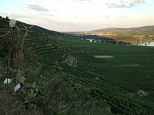 A nemusí to být ádná leérní lázeská vycházka. Ve Wachau je to prost tak njak ”do kopce”. Vinice jsou lenny do uritých teras a terásek, kde me být na kadé teba jen jeden i dva ádky, nebo jen pár hlav.