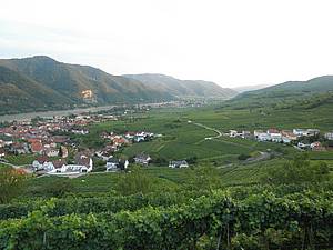 Všechny vinice ve Wachau jsou situovány pouze na jednom behu. Tam mají ideální podmínky nejen klimatické, ale i z hlediska pístupu slunce. Do tch kopc, na kterých stojíme, svtlo dopadá nejen pirozen, ale i odrazem od široké hladiny Dunaje.