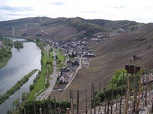 Typick&yacute; pohled na vinice v oblasti Mosely. &Scaron;t&iacute;hl&aacute; �eka se klikat&iacute; mezi prudk&yacute;mi kopci, kter&eacute; jsou velmi hust� os&aacute;zeny hlavami r&eacute;vy vinn&eacute;, p�esn�ji �e�eno ryzlinku r&yacute;nsk&eacute;ho.