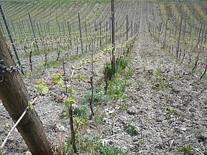 By� se nach&aacute;z&iacute;me st&aacute;le dost p�i zemi, respektive p�i hladin� Mosely, je dob�e vid�t, jakou prudkost zdej&scaron;&iacute; kopce nab&iacute;raj&iacute; jen p&aacute;r metr� od vodn&iacute;ho toku.