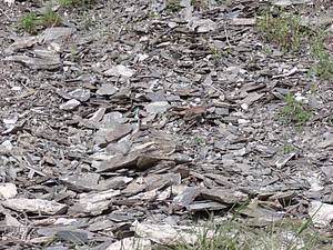 V p�&iacute;pad� vinice Wehlener Sonnenuhr se jedn&aacute; o b�idlici modrou a jej&iacute; p�&iacute;tomnost ve vinic&iacute;ch je opravdu bohat&aacute;.