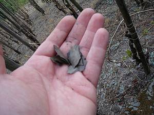 N�kter&eacute; kousky tohoto typick&eacute;ho kamen&iacute; jsou opravdu k�ehk&eacute;, je mo�n&eacute; je bez probl&eacute;m� rozemnout v ruce opravdu najemno.