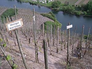 Pohled do vinice &Uuml;rziger W&uuml;rzgarten ukazuje, jak jsou zdej&scaron;&iacute; vinohrady �lenit&eacute;. Ale pro zdej&scaron;&iacute; dokonal&eacute; podm&iacute;nky je t�eba vyu�&iacute;t ka�d&eacute;ho mal&eacute;ho pl&aacute;cku pro vysazen&iacute; alespo� n�kolika vinn&yacute;ch hlav.