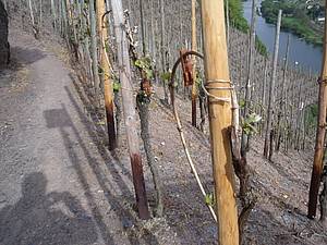 Feromony, s oblibou diskutovan&eacute; t&eacute;ma, a jev tak �asto v n�meck&yacute;ch vinic&iacute;ch viditeln&yacute;. Plastov&eacute; ampulky maj&iacute; zm&aacute;st ne�&aacute;douc&iacute; hmyz, kter&yacute; se pak d&iacute;ky tomu ve vinic&iacute;ch nerozmno�&iacute;. Dr. Loosen byl v tomto p�&iacute;stupu jedn&iacute;m z pr�kopn&iacute;k� v N�mecku na Mosele.