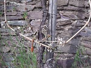 Mrazy v roce 2017 rozhodn� nenechaj&iacute; vinice bez n&aacute;sledk�, n�kter&eacute; hlavy byly zasa�eny �&aacute;ste�n�, n�kter&eacute; zcela. A to navzdory tomu, �e teplej&scaron;&iacute; vzduch vh&aacute;n�ly v nejextr&eacute;mn�j&scaron;&iacute;ch okam�ic&iacute;ch do vinic i vrtuln&iacute;ky.