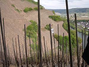 Nejedn&aacute; se o vinici jednoho majitele, o mal&yacute; kousek n�kter&yacute;ch vz&aacute;cn&yacute;ch poloh se d�l&iacute; mnoho zdej&scaron;&iacute;ch vina��, n�kte�&iacute; z nich maj&iacute; svou cedulkou ozna�en&yacute;ch t�eba i jen p&aacute;r des&iacute;tek hlav.