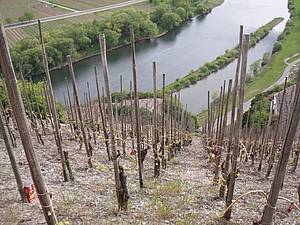 Jen dal&scaron;&iacute; d�kaz toho, jak je na Mosele kr&aacute;sn�, navzdory tvrd&eacute; pr&aacute;ci, kterou zdej&scaron;&iacute; vina�en&iacute; vy�aduje.