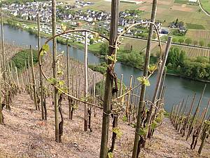 Typick&yacute; zp�sob vyvazov&aacute;n&iacute; vinn&yacute;ch hlav. Srde�n&yacute; pozdrav od Bernkastelu!