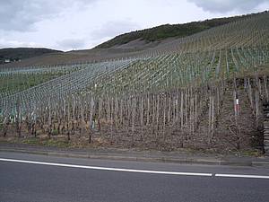 P�i cest� zp�t do vina�stv&iacute; si uv�domuji, �e m&iacute;stem se zde opravdu &scaron;et�&iacute; a byla by &scaron;koda nevyu�&iacute;t ka�d&eacute;ho kousku p�dy. Jen by mo�n&aacute; bylo dobr&eacute; zv&aacute;�it dopravdn&iacute; zna�ku pozor ryzlink.