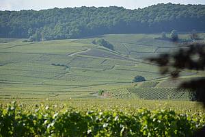 Vinice v okolí msteka Ambonnay, jednoho ze 17ti terroir v Champagne mající tu est nést oznaení Grand Cru excellence.