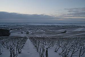 A je tam krásn i v dob, kdy vinice v zim zdánliv spí.