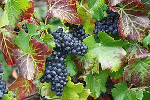 Další ze dvou odrd, které vinaství pstuje a pouívá pro svá vína, je Pinot Noir.