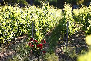 Re jsou ve vinicích velmi dleité i v této oblasti. Indikují toti díve ne samotná réva moný výskyt njaké choroby, ale pedevším poškození mrazem. Re to obvykle odnese daleko díve, ne samotná réva.