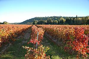 Vinice s modrými hrozny vinaství Domaine de la Barthe se nacházejí na svazích známého jihofrancouzského kanálu Canal du Midi.