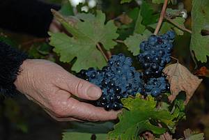 Nicmén vlajkovou lodí oblasti i vinaství Domaine de la Barthe jsou modré odrdy, pedevším Syrah.