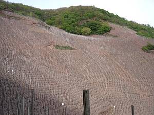 Ürziger Würzgarten má ještì minimálnì dvì svá velká specifika: je to jediná poloha na Mosele s tímto èerveným vulkanickým podložím. A také je to jedna z nejstarších vinic v Evropì. Stáøí vinných hlav se pohybuje kolem 130-140 let.