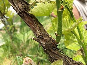 Na vtšin kmínk jsme si letos všimli výskytu njakých svtlých teek. Uvaovali jsme o njaké zaínající chorob a zkoumali, co se nám s vinicí dje. Jsme rádi, e jsme u pt let nepouili ve vinici ádný postik a u toho bychom chtli i zstat. A zdá se, e pro tentokrát meme být v klidu. Kdy jsme se podívali poádn, identifikovali jsme ten otravný lutý prášek z borovic, který je letos úpln všude a navál z nkolik kilometr vzdáleného lesa pes to velké epkové pole pravdpodobn i k nám.