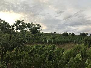ást vinohradu Modrého vinaství je situována velmi výhodn hned u sklepa, nicmén veškerá surovina nepochází odsud, ale i z jiných poloh a i z kupovaných hrozn. Jejich kvalitu si ovšem vinai hlídají.