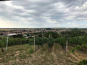 Kdy zavítáte do Mutnic, vete, e takový zamraený pohled vás nepivítá píliš asto. A pokud ji ano, zdejší vína dovedou i zamraenou náladu velmi rychle napravit.