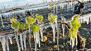 Obas je píroda neúprosná a zasáhne vinae mrazem u v dob, kdy se vinice zaínají zelenat. Jedním ze zpsob boje proti suchému mrazu je ochrana vodou.