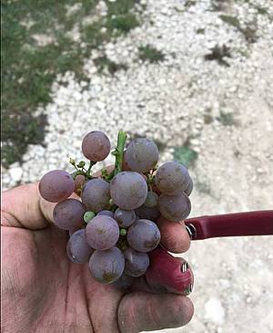 Menší hrozny jsou typické pro vinice Domaine Guilhem at Jean-Hugues Goisot.