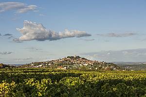 V následujících letech, po porad se svým otcem Jacquesem, kupuje Pascal Jolivet od svých píbuzných šestihektarovou vinici s parádním rukopisem terroiru Sancerre. Dva roky poté, konkrétn v roce 1995 kupuje první pozemky v Pouilly-Fumée.