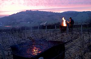 Nicmén Domaine Pascal Jolivet není jen Sancerre, i kdy vína z této oblasti asi vdy budou povaována za jeho vlajkovou lo. A také název ”Sancerre” daleko snadnji prodává... Ale nemén zajímavé Sauvignony pochází i z pilehlé oblasti Pouilly Fumé. Ta jsou v obecné charakteristice asi výraznjší a jejich mineralita je dominantnjší. Oproti subtilním Sancerrm bychom mohli vína z Pouilly Fumé oznait jako mohutnjší i munjší.