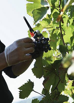 Odrdov sloen produkce vinastv Neumeister pln odpovd regionu trsko. Pevldaj hrozny odrd pro bl vna, konkrtn Vlask Ryzlink, Rulandsk ed, Chardonnay, kter se skrv za pomrn neznmm loklnm nzvem Morillon.