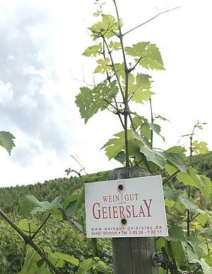 Vinice tsn obkloupují i samotné sídlo vinaství Geierslay a logicky jim dominuje odrda Riesling, neboli Ryzlink Rýnský.