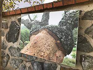 Ne me být takový parádní pírodní nelepený korek z jednoho kusu z kry korkového dubu v Portugalsku vyíznut, trvá stromu i deset let, ne jej ”vyrobí”.