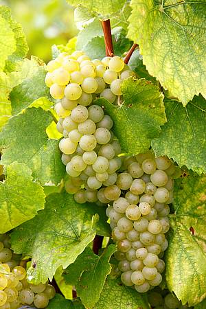 Chardonnay je jedinou bílou povolenou odrùdou pro výrobu Champagne. Vína pocházející èistì z této odrùdy jsou na etiketì oznaèena jako Blanc de blancs.