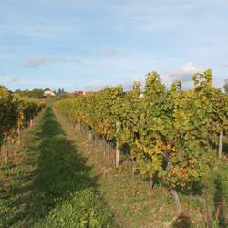 Zobrazit vsechny clanky z rubriky Na�e dom�c� vinice