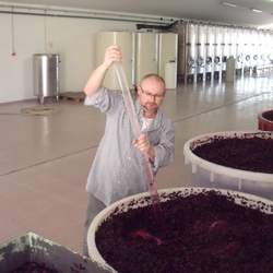 Rmut je vlastnì jedna z fází výroby vína. Jedná se o bobule révy vinné, které se krátce po sbìru rozemelou. Tato hmota tekuté...